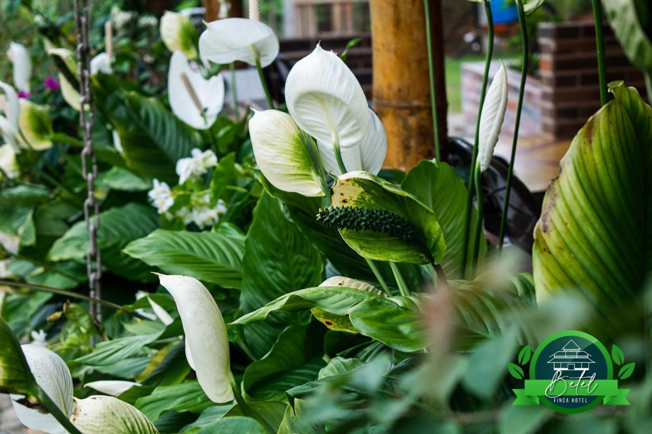 Finca Hotel Betel San Carlos Exterior photo